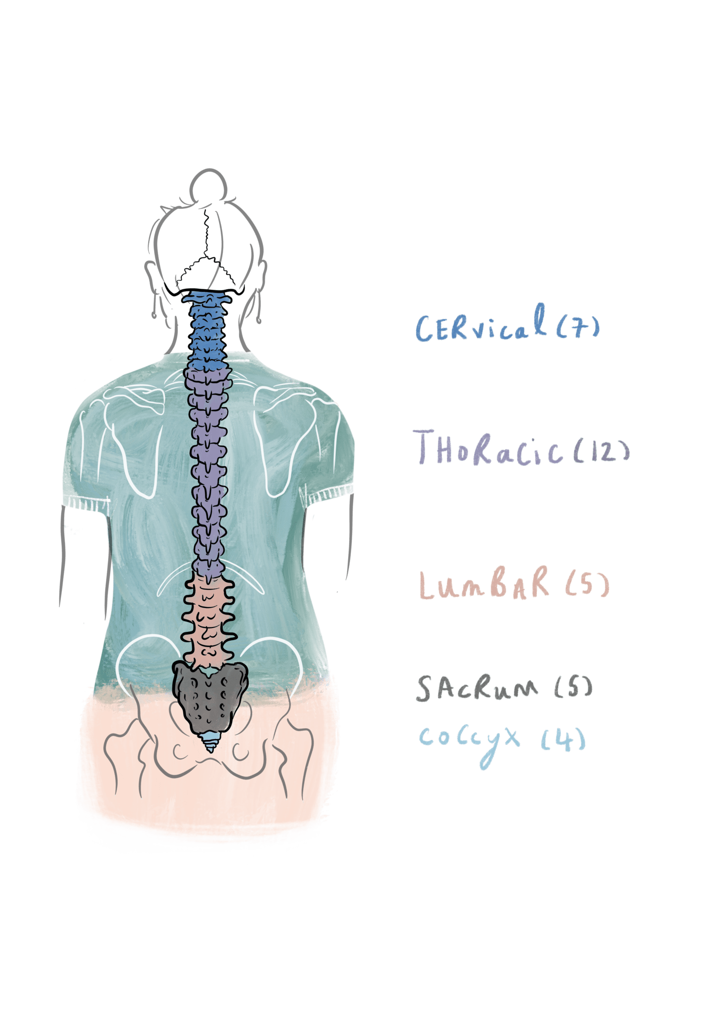 Spine anatomy qusttunes