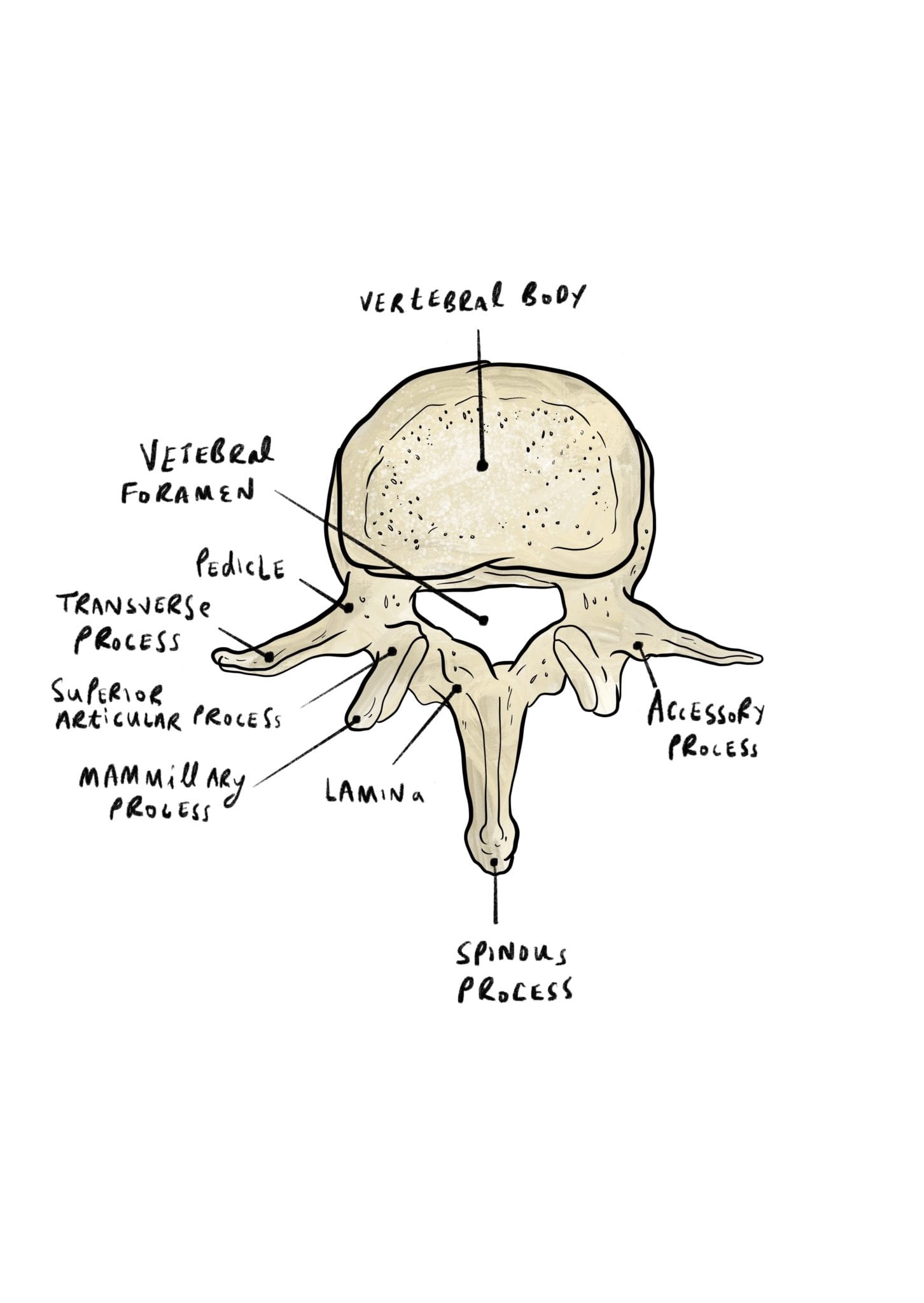 vertebral meaning